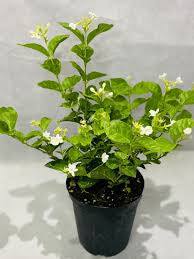 Jasmine sambac large