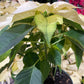 Poinsettiapot white/Red/brown/pink/