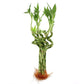 18 “Spiral lucky bamboo (bundle of 3)
