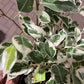 Ficus Benjamina 6  “ growing pot (assorted color green/light green/white and green