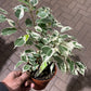 Ficus Benjamina 6  “ growing pot (assorted color green/light green/white and green