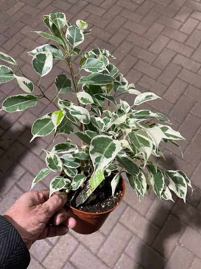Ficus Benjamina 6  “ growing pot (assorted color green/light green/white and green