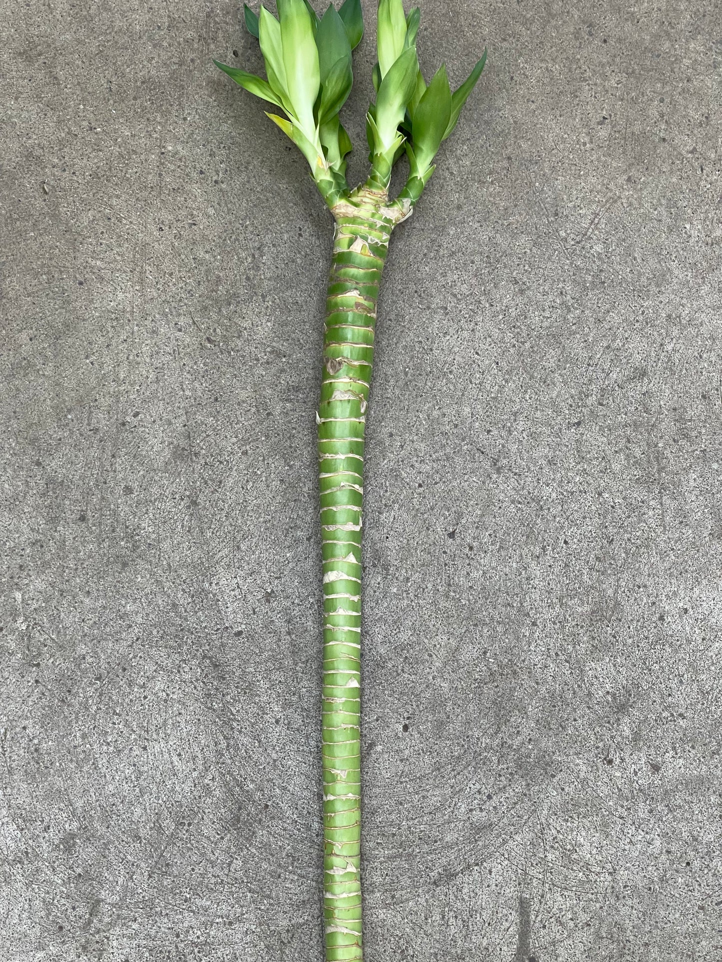 Lotus 24”