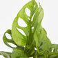 Monstera 10” growing pot (hight 36”)Swiss cheese