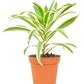 Song of India ( pot not included)