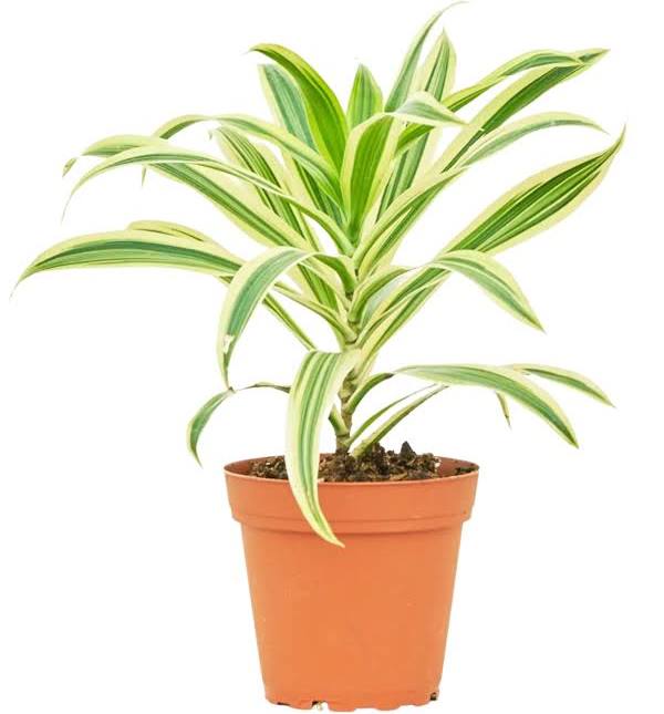 Song of India ( pot not included)