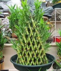 7 /5 layer pyramid lucky bamboo(Dragon pot)