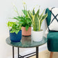 Tropical Houseplant Bundle (Holiday Special Offer)