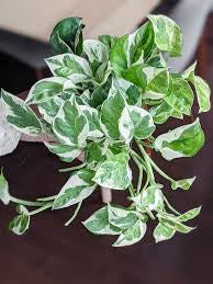 jade and pearl plant Pearls and Jade – Plant Club