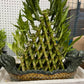 7 /5 layer pyramid lucky bamboo(Dragon pot)