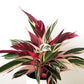 Stromanthe Triostar (pot not included) ceramic pot $9—$50 extra (optional) white/black/grey