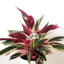 Stromanthe Triostar (pot not included) ceramic pot $9—$50 extra (optional) white/black/grey
