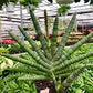 Sanseveria Starfish 10" Grower Pot