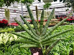 Sanseveria Starfish 10" Grower Pot