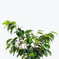 Ficus Benjamina 6  “ growing pot (assorted color green/light green/white and green