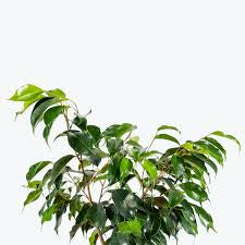 Ficus Benjamina 6  “ growing pot (assorted color green/light green/white and green