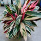 Stromanthe Triostar (pot not included) ceramic pot $9—$50 extra (optional) white/black/grey