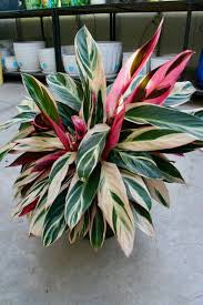 Stromanthe Triostar (pot not included) ceramic pot $9—$50 extra (optional) white/black/grey