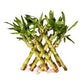 Pyramid 3lyre lucky bamboo