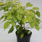Ficus Benjamina 6  “ growing pot (assorted color green/light green/white and green
