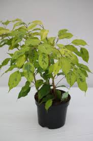 Ficus Benjamina 6  “ growing pot (assorted color green/light green/white and green