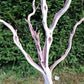 Manzanita wood Tree branches 4’