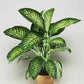 dieffenbachia (growing pot