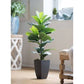 Fig Tree