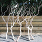 Manzanita wood Tree branches 4’