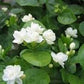 Jasmine sambac large