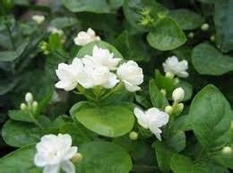 Jasmine sambac large