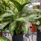 dieffenbachia (growing pot
