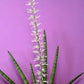 Sanseveria Starfish 10" Grower Pot