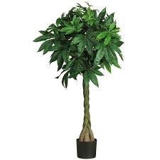Money Tree (Pachira Aquatica) in growing pot