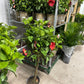 Hibiscus 10”assorted color