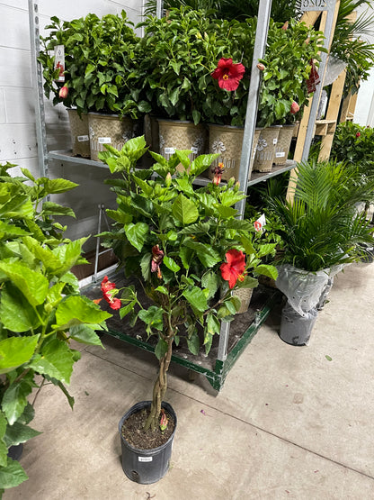 Hibiscus 10”assorted color