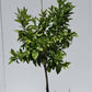 Moro Blood Orange 10” pot