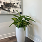 dieffenbachia (growing pot