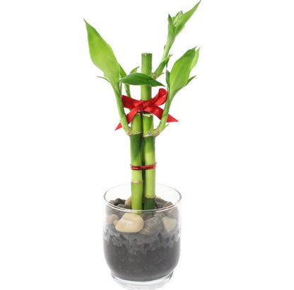 3 lucky bamboo plant meaning Feng Shui Lucky Bamboo (3 Stalks) – Plant Club