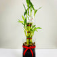 Feng Shui Lucky Bamboo (8 Stalks)