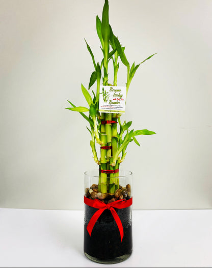 8 stalks lucky bamboo meaning Feng Shui Lucky Bamboo (8 Stalks) – Plant Club