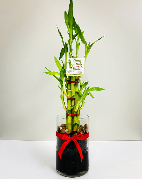 lucky bamboo bunnings price Feng Shui Lucky Bamboo (8 Stalks) – Plant Club
