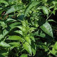 Cestrum Night Blooming Jasmine (grower pot)