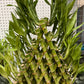 7 /5 layer pyramid lucky bamboo(Dragon pot)