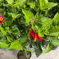 Hibiscus 10”assorted color