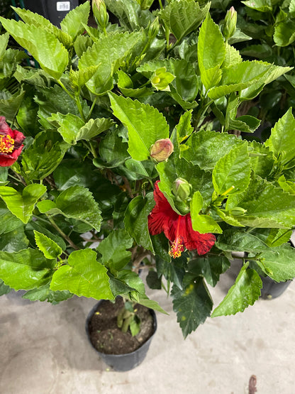 Hibiscus 10”assorted color