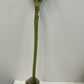 Lotus lucky bamboo