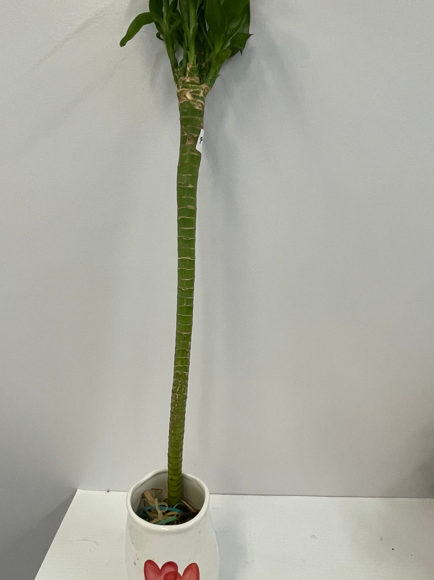 Lotus lucky bamboo