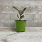 4" Ficus Rubber Plant Variegated (Grower Pot) - Plant Club | Geoponics