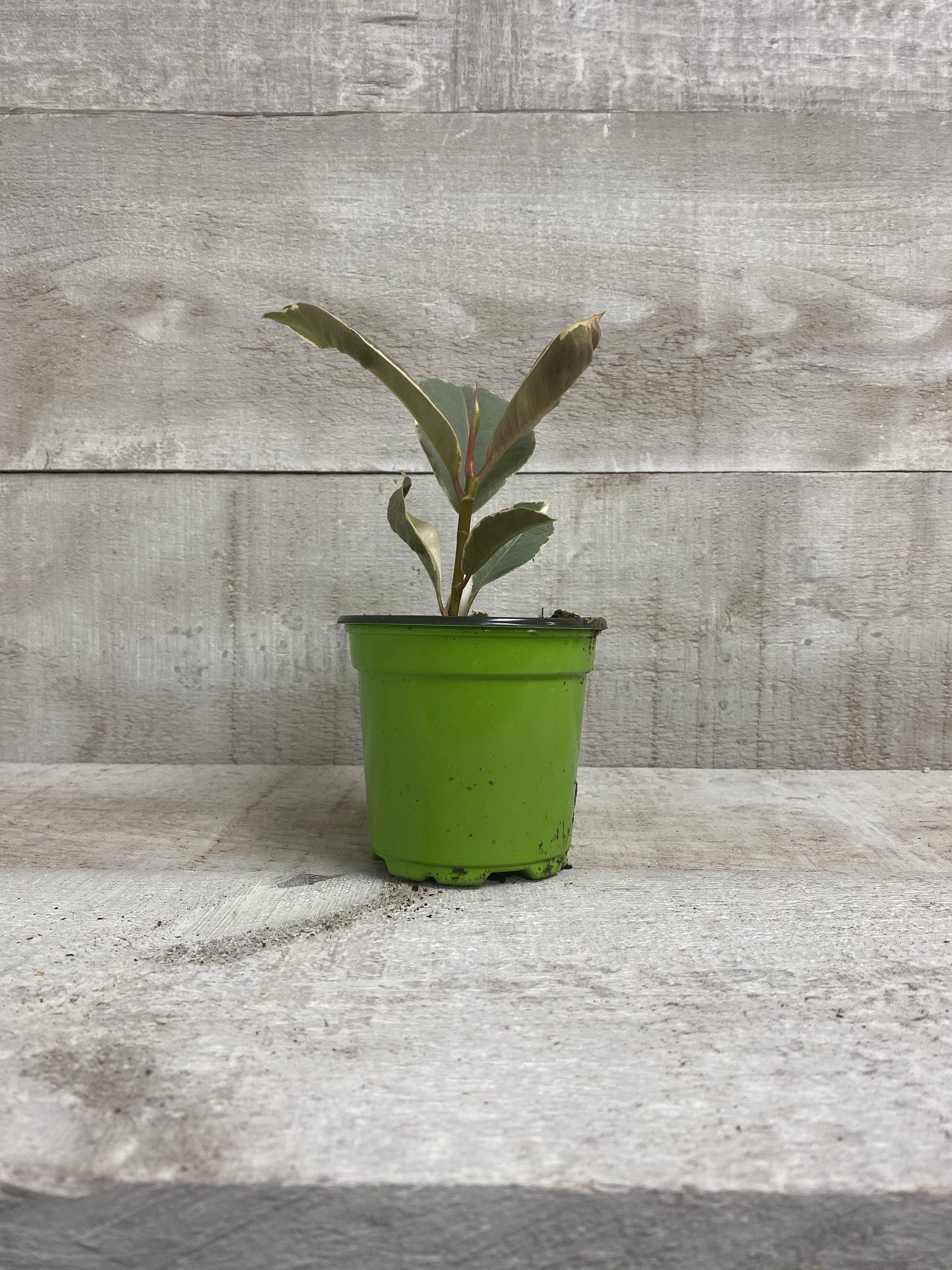 4" Ficus Rubber Plant Variegated (Grower Pot) - Plant Club | Geoponics